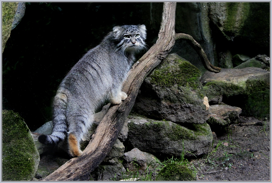 Pallaskatze oder Manul