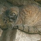 Pallaskatze oder Manul (Otocolobus manul)