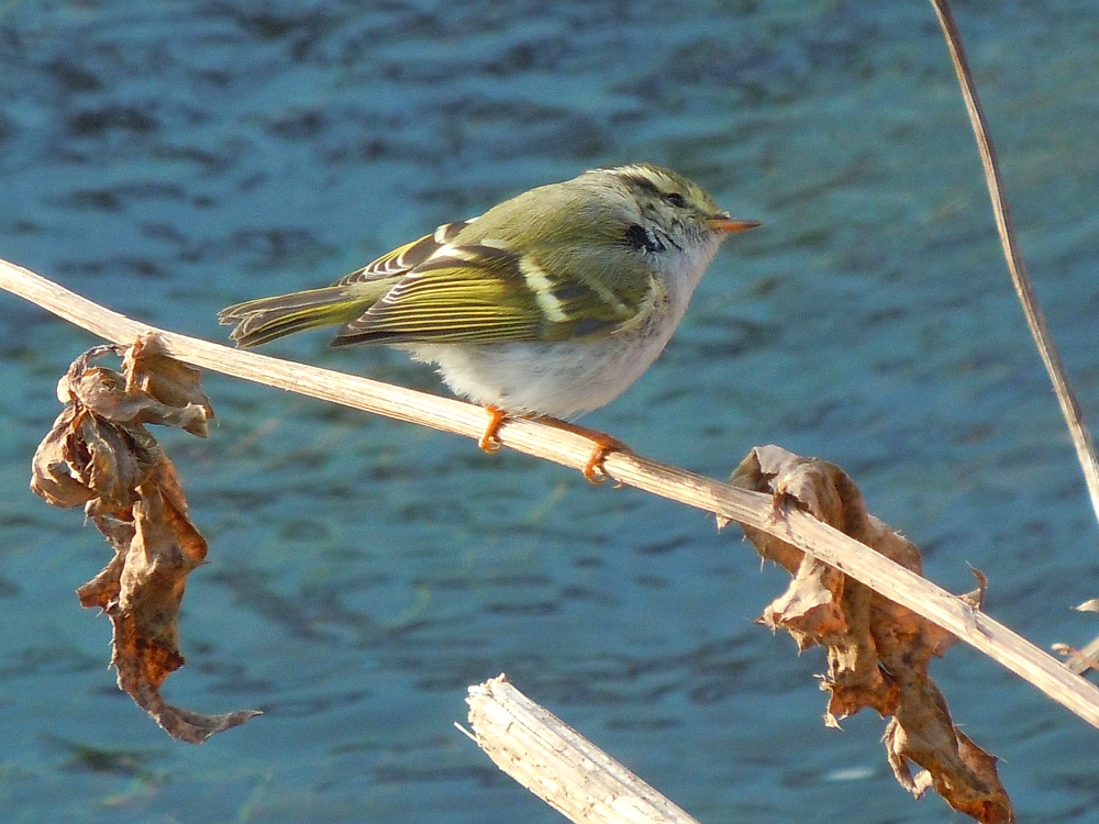 Pallas's Leaf Warbler