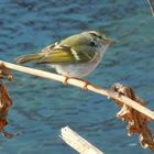 Pallas's Leaf Warbler