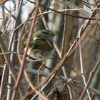 Pallas's Leaf Warbler