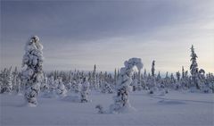 Pallastunturi im Winter