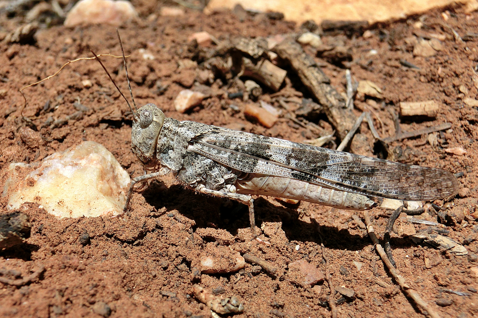 Pallid-Winged Grasshopper