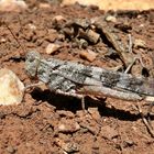 Pallid-Winged Grasshopper
