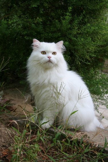 pallino il mio gatto