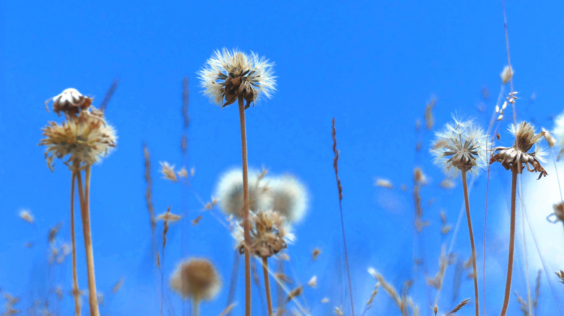 Palloncini nel cielo blu