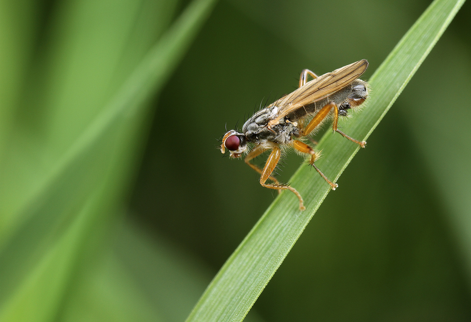 Palloptera scutellata. Die deutsche Name nicht bekannt.