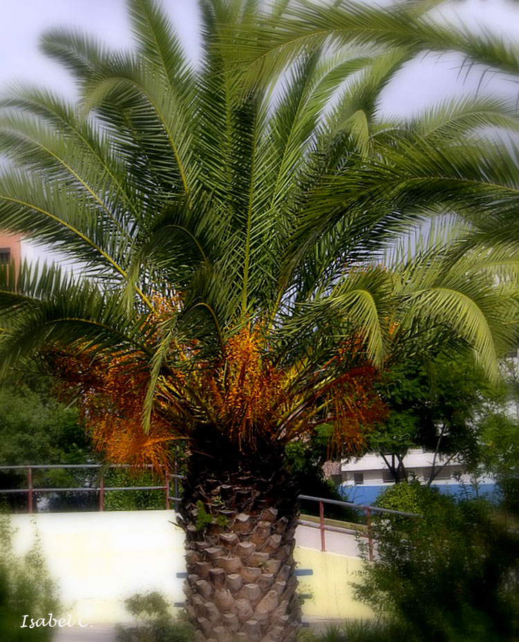 Palm