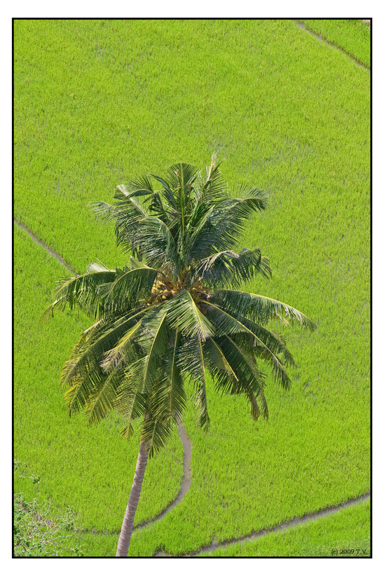 palm