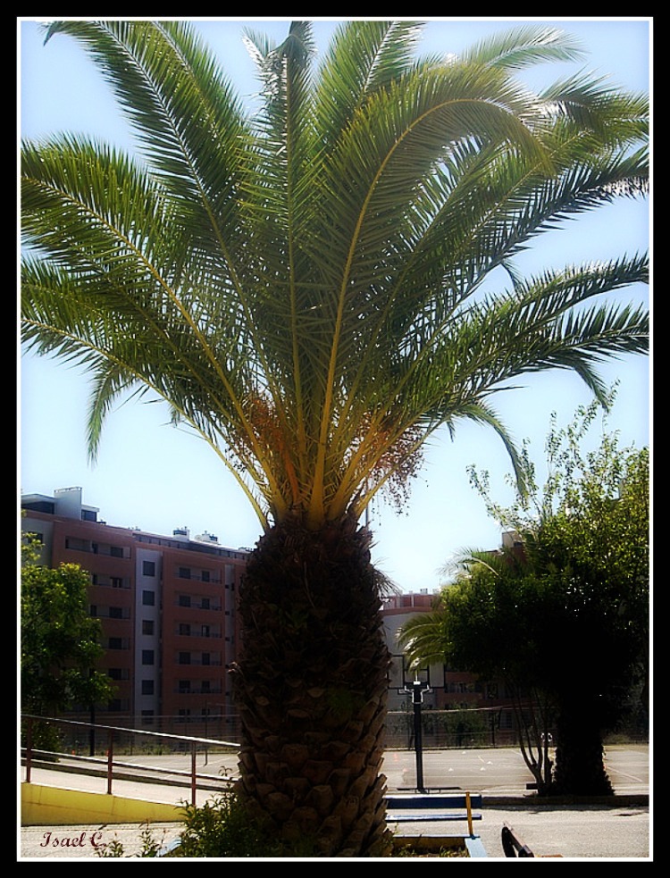 Palm