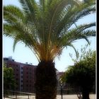 Palm