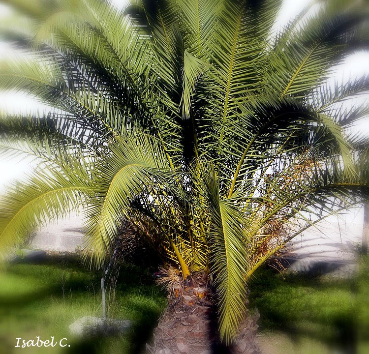 Palm