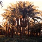 Palm