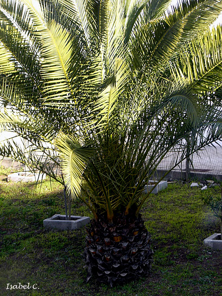 Palm