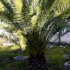 Palm