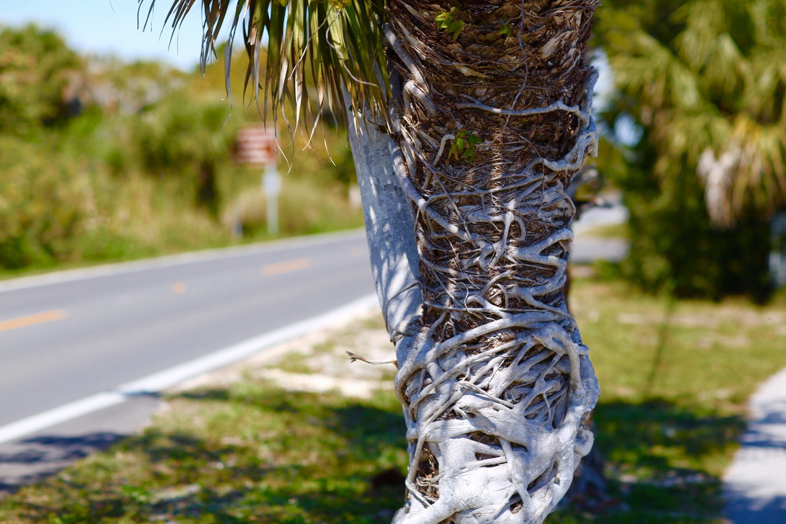 Palm and tree