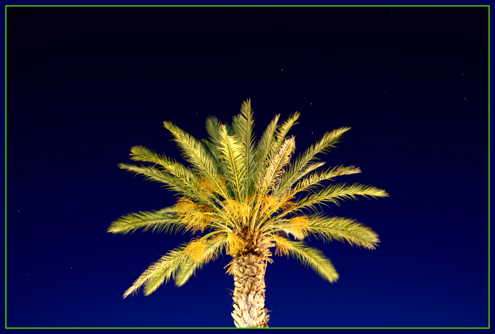 Palm at night