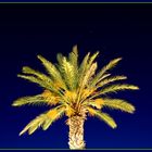 Palm at night