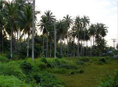 "Palm Avenue"