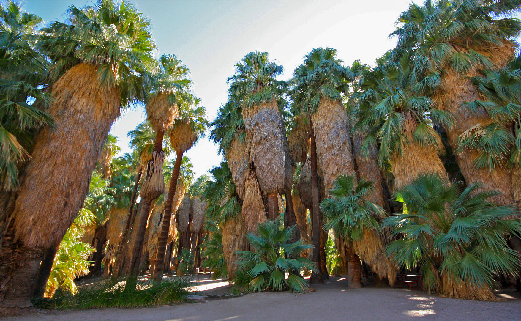 Palm Canyon - Oktober 2012