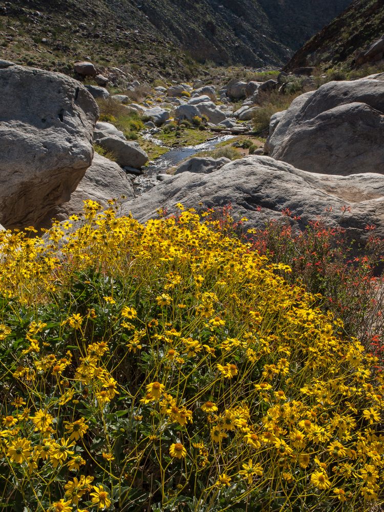 Palm Canyon Trail