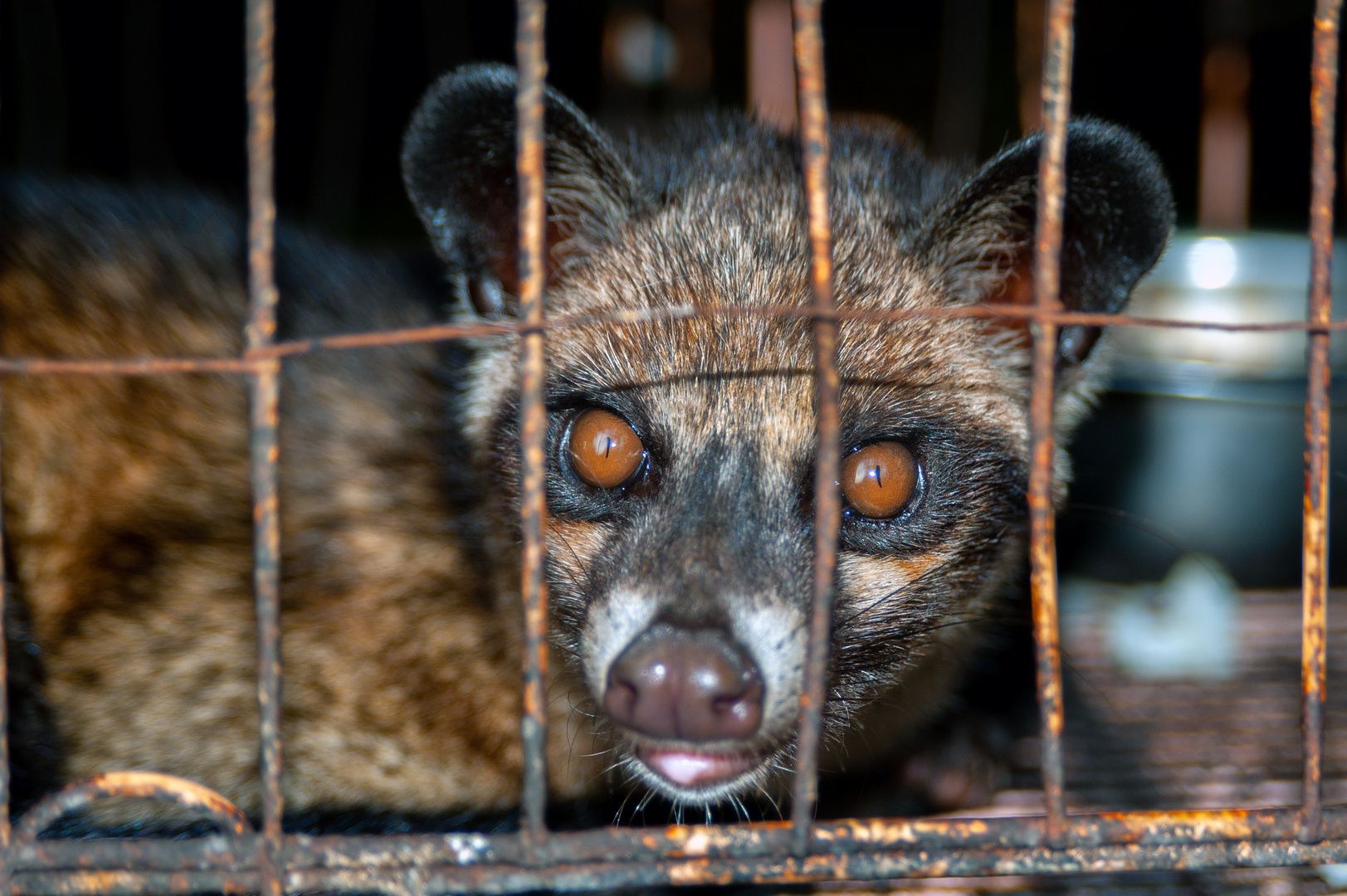 Palm civet housed in a cage 