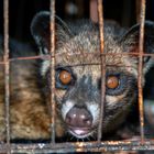 Palm civet housed in a cage 