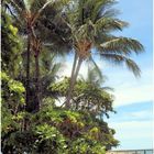 Palm Cove Beach