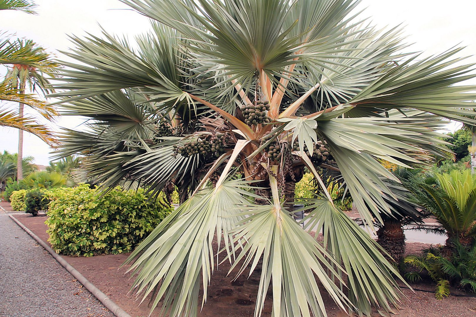 palm