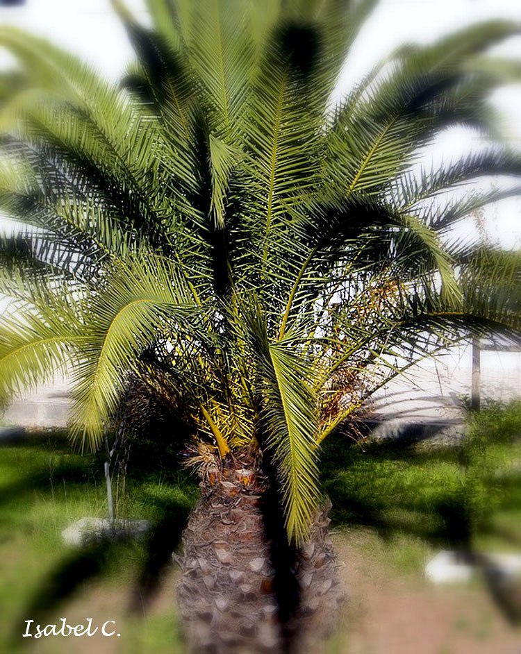 Palm