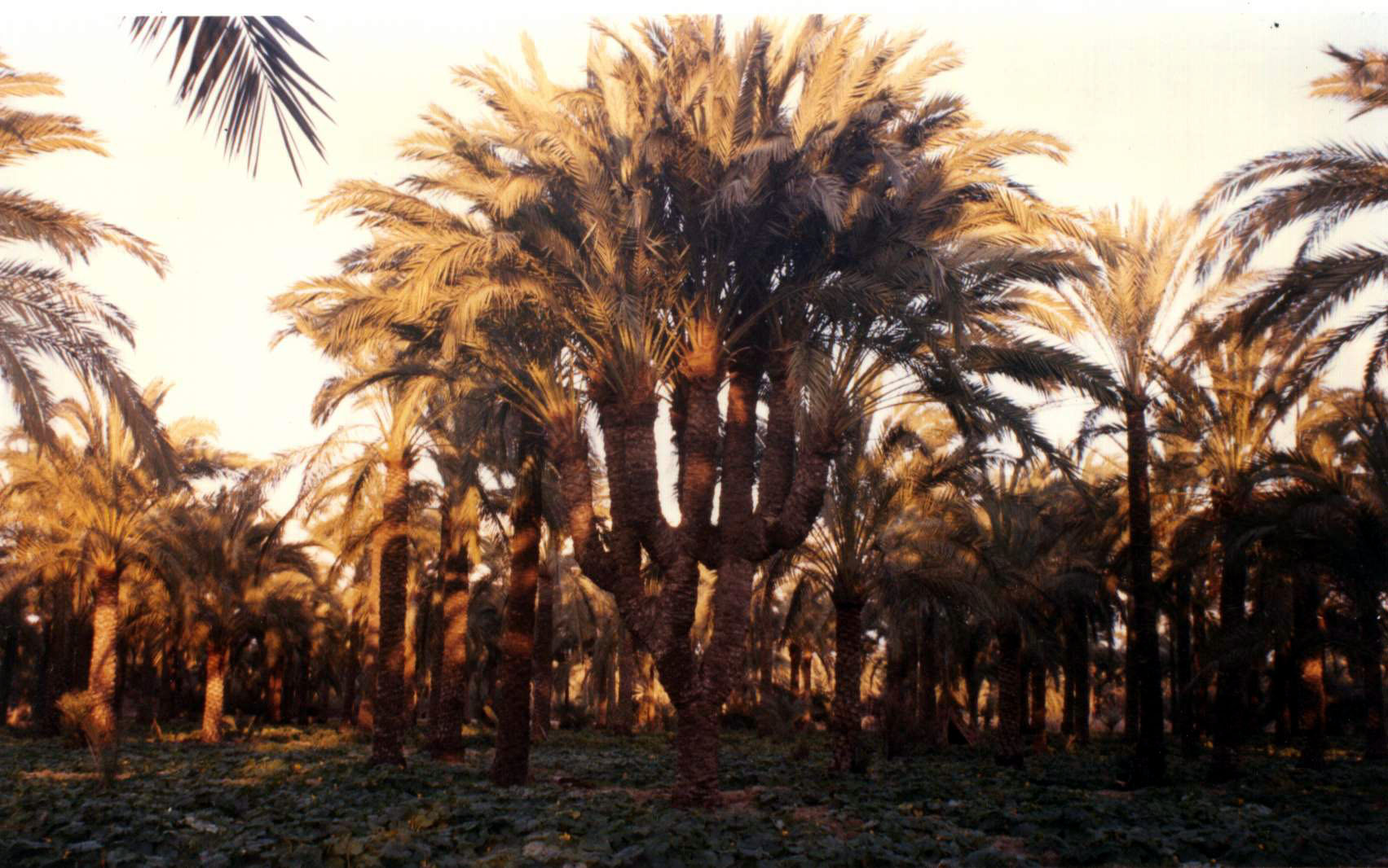 Palm from EDKO, EGYPT