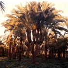 Palm from EDKO, EGYPT