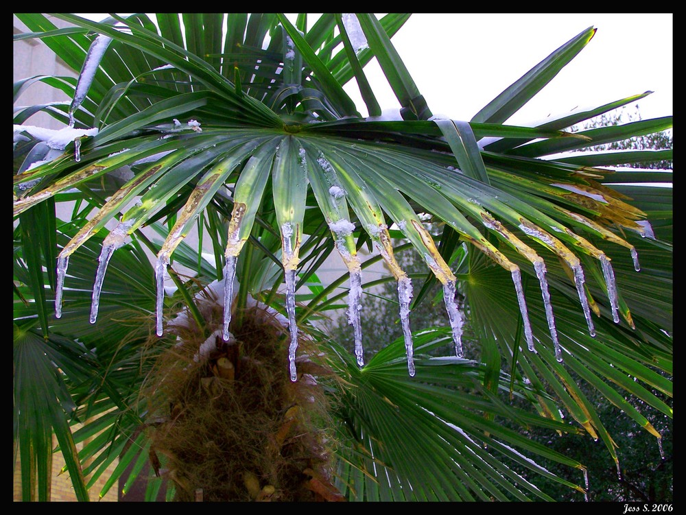 Palm Icicile