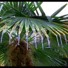 Palm Icicile