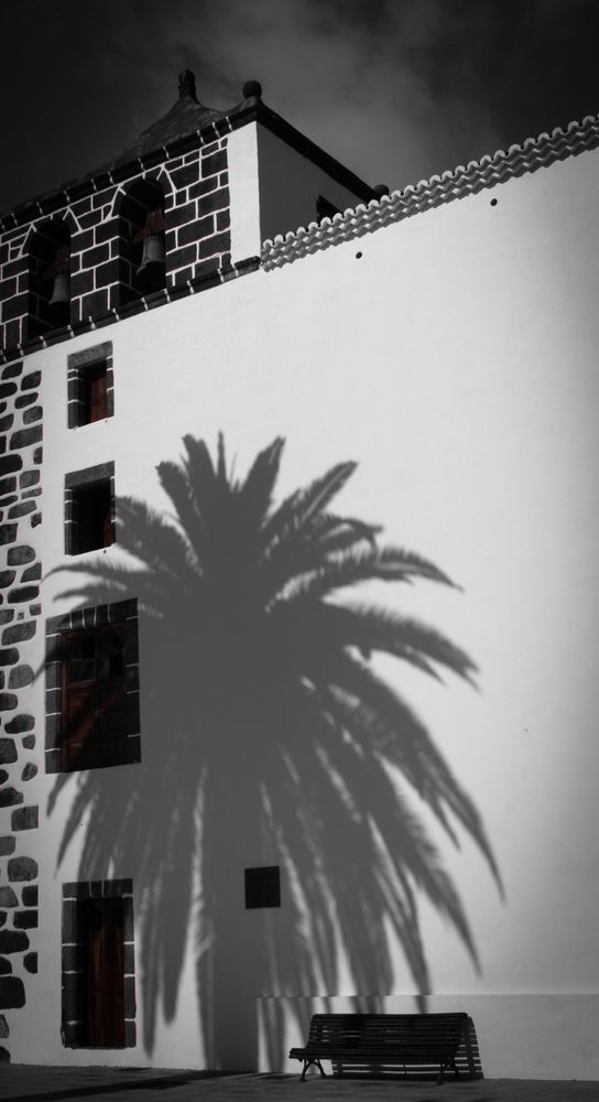 Palm In Shadow!