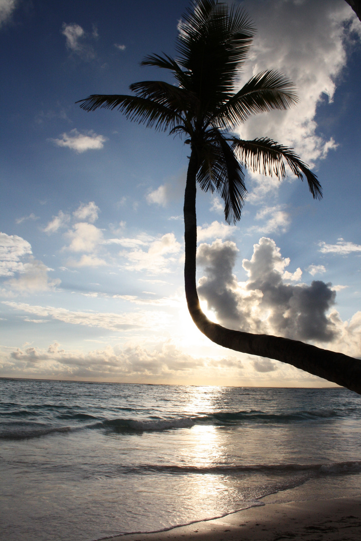 Palm in sunrise