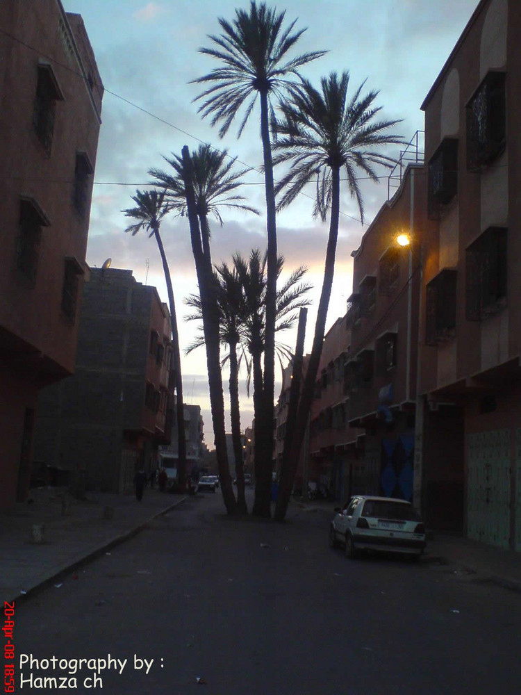 Palm in the middle of the street