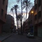 Palm in the middle of the street