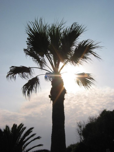 palm in the sun