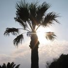 palm in the sun