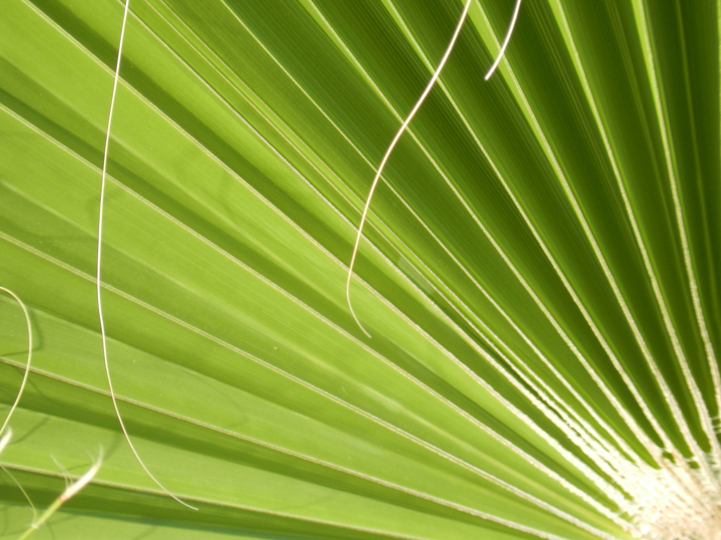 Palm Leaf