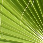 Palm Leaf