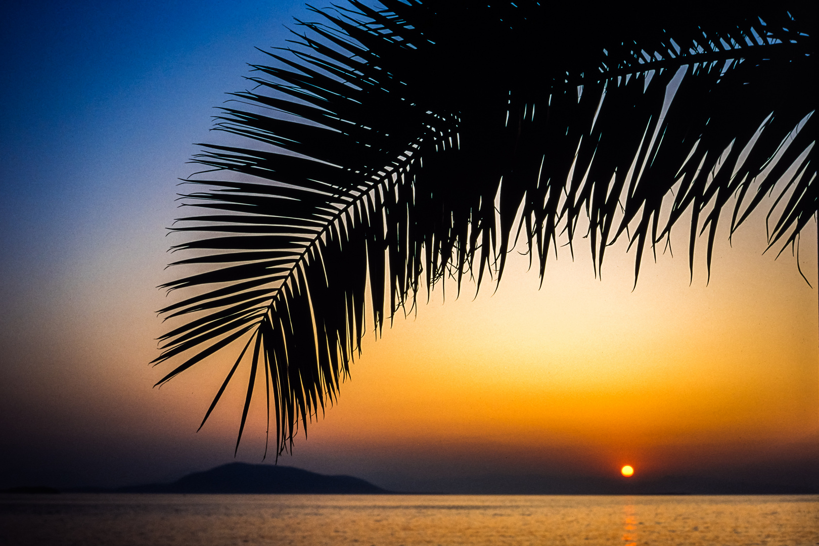 Palm Leaf Sunset