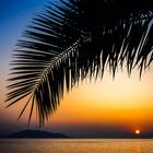 Palm Leaf Sunset