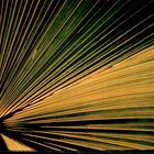 Palm leaves backlighted by sun