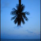 palm over the ocean