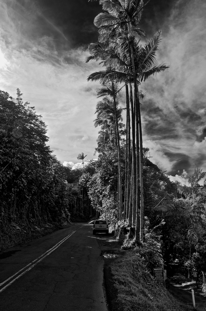 Palm-Road