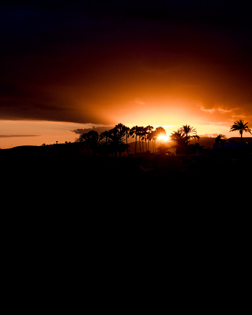 Palm Shadows