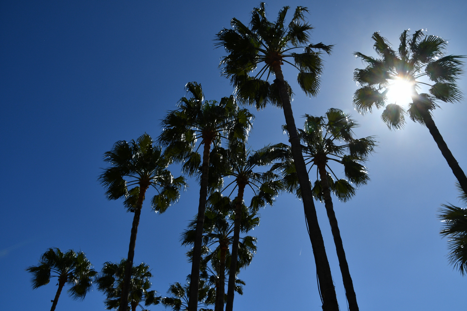 Palm - Sonn - Tag