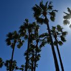 Palm - Sonn - Tag